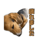 【日常会話】それいけ！れおん君(犬)（個別スタンプ：26）