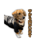 【日常会話】それいけ！れおん君(犬)（個別スタンプ：27）
