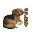 【日常会話】それいけ！れおん君(犬)（個別スタンプ：28）