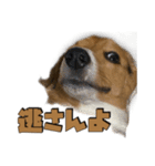 【日常会話】それいけ！れおん君(犬)（個別スタンプ：29）
