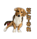 【日常会話】それいけ！れおん君(犬)（個別スタンプ：30）