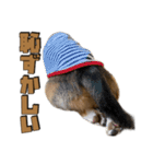 【日常会話】それいけ！れおん君(犬)（個別スタンプ：31）