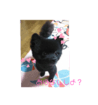 くーちゃんのにちじょー（個別スタンプ：4）