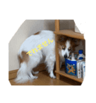 ぽろんくん（個別スタンプ：5）