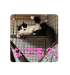 ねねdayo～（個別スタンプ：6）