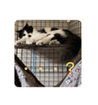 ねねdayo～（個別スタンプ：7）