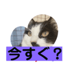 ねねdayo～（個別スタンプ：20）