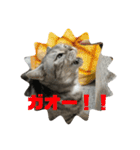 実用性まるたゃ。（個別スタンプ：1）