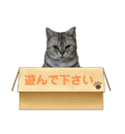 実用性まるたゃ。（個別スタンプ：3）