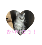 実用性まるたゃ。（個別スタンプ：12）