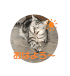 実用性まるたゃ。（個別スタンプ：13）