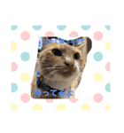 猫って、なんてかわいいの（個別スタンプ：2）