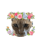 猫って、なんてかわいいの（個別スタンプ：6）