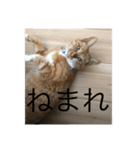 なまりねこ（個別スタンプ：1）