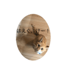 なまりねこ（個別スタンプ：3）