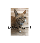 なまりねこ（個別スタンプ：6）