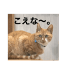 なまりねこ（個別スタンプ：7）