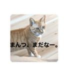 なまりねこ（個別スタンプ：8）