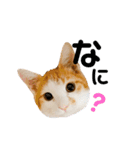 うちのあめちゃん。（個別スタンプ：1）