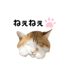 うちのあめちゃん。（個別スタンプ：5）
