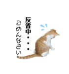 うちのあめちゃん。（個別スタンプ：12）