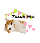 うちのあめちゃん。（個別スタンプ：15）
