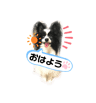 パピパピパピヨン！(3)（個別スタンプ：1）