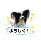 パピパピパピヨン！(3)（個別スタンプ：9）