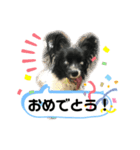 パピパピパピヨン！(3)（個別スタンプ：16）