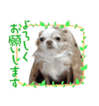うちの犬2だん（個別スタンプ：3）