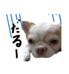 うちの犬2だん（個別スタンプ：4）