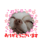 うちの犬2だん（個別スタンプ：5）