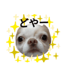 うちの犬2だん（個別スタンプ：6）