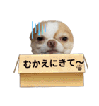 うちの犬2だん（個別スタンプ：8）