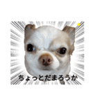 うちの犬2だん（個別スタンプ：9）