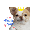 うちの犬2だん（個別スタンプ：10）