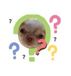 うちの犬2だん（個別スタンプ：12）