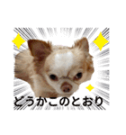 うちの犬2だん（個別スタンプ：15）