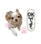 うちの犬2だん（個別スタンプ：16）
