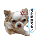 うちの犬2だん（個別スタンプ：17）