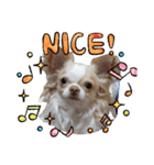 うちの犬2だん（個別スタンプ：18）