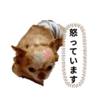 うちの犬2だん（個別スタンプ：20）