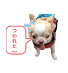 うちの犬2だん（個別スタンプ：21）