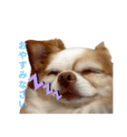 うちの犬2だん（個別スタンプ：22）