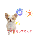 うちの犬2だん（個別スタンプ：23）
