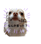 うちの犬2だん（個別スタンプ：24）