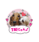 おいぬたちwithぽんた（個別スタンプ：6）