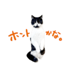 猫のハムスケ__Vo.1（個別スタンプ：1）