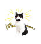 猫のハムスケ__Vo.1（個別スタンプ：2）