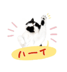 猫のハムスケ__Vo.1（個別スタンプ：3）